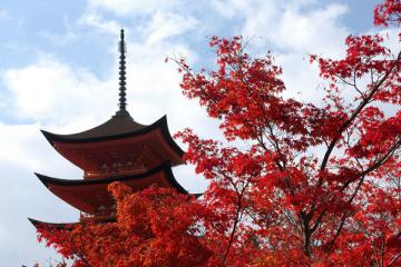 Du Lịch Ngắm Lá Đỏ Nhật Bản : HANEDA - IBARAKI - YAMANASHI - TOKYO