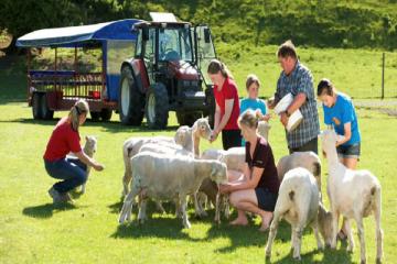 Ngày 5: ROTORUA - AGRODOME TOUR (ĂN BA BỮA)